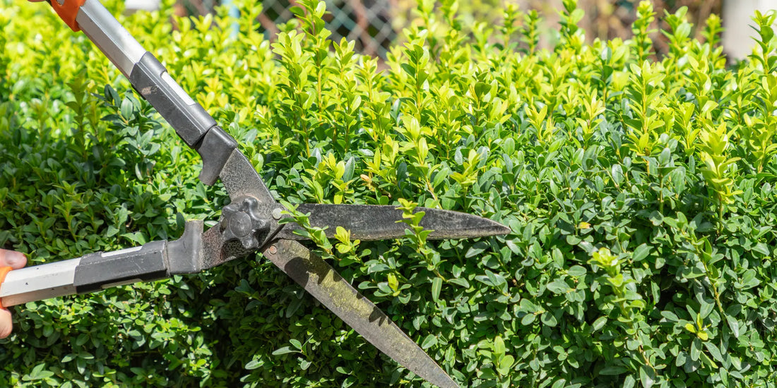 Hedge Pruning: Techniques for Shaping and Maintaining Hedges