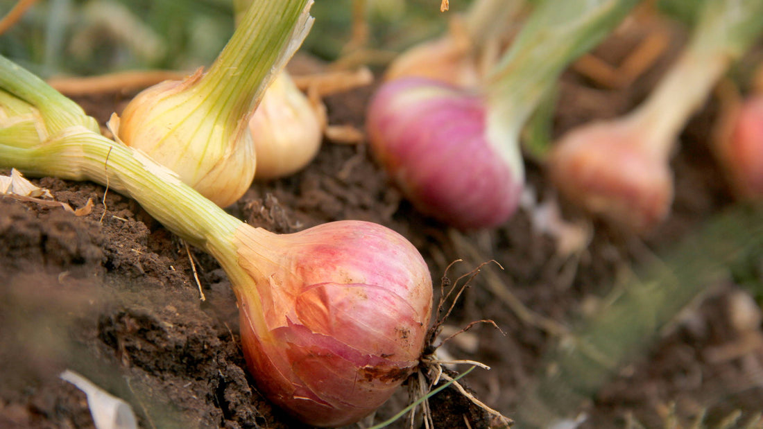Companion Planting with Onions