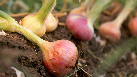 Companion Planting with Onions