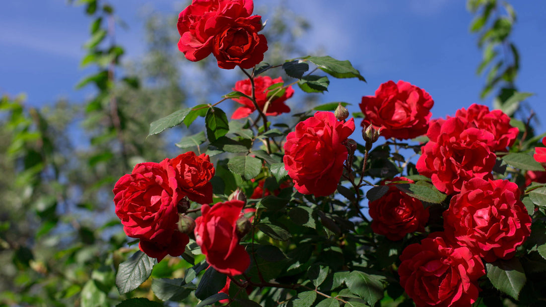 The Best Roses for Poor Soil