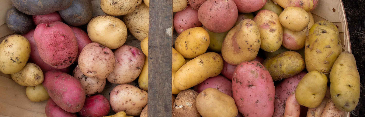 Potato Seeds