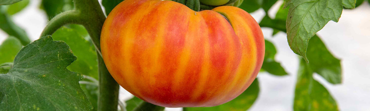 Beefsteak Tomatoes