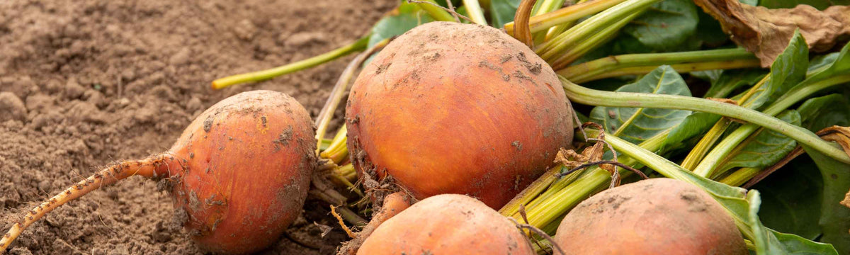 New Vegetable Seeds