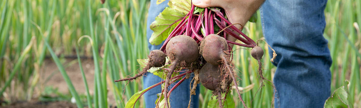 Beetroot Plants