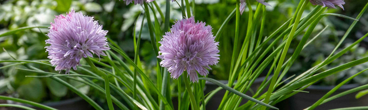 Chives growing with purple flowers