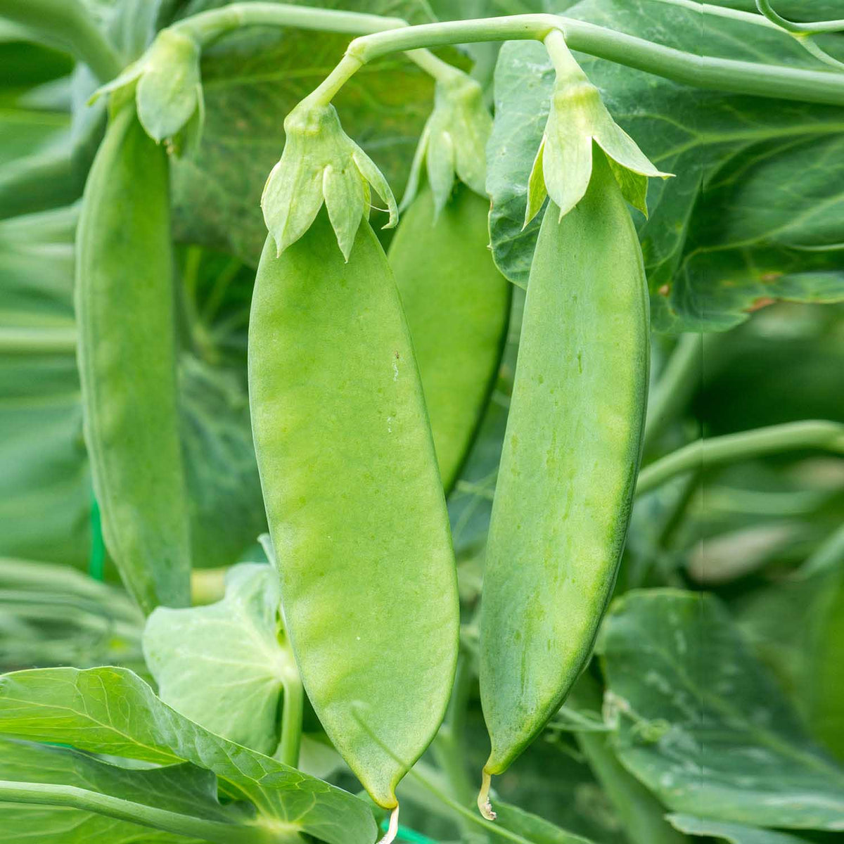 Mangetout Pea Seeds