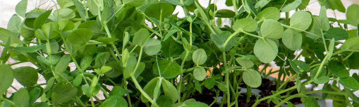 Pea Seeds