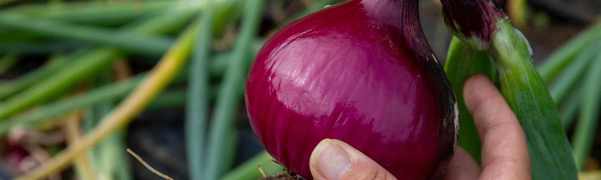 Onions