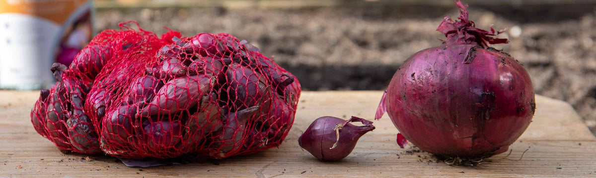 Autumn Planting Onions