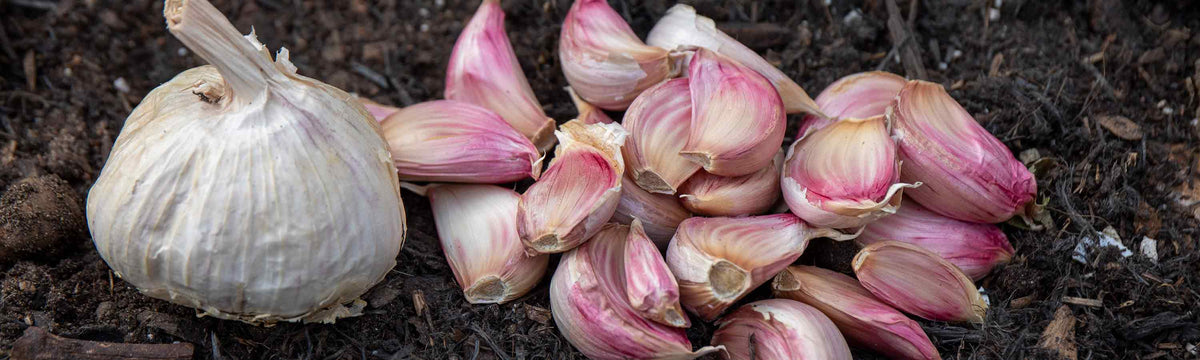 Autumn Planting Garlic