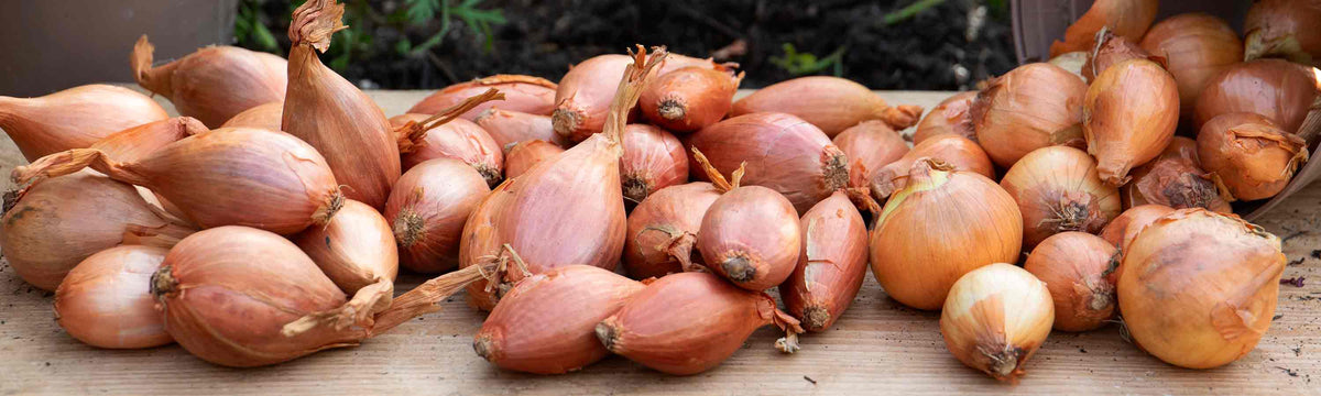 Shallots