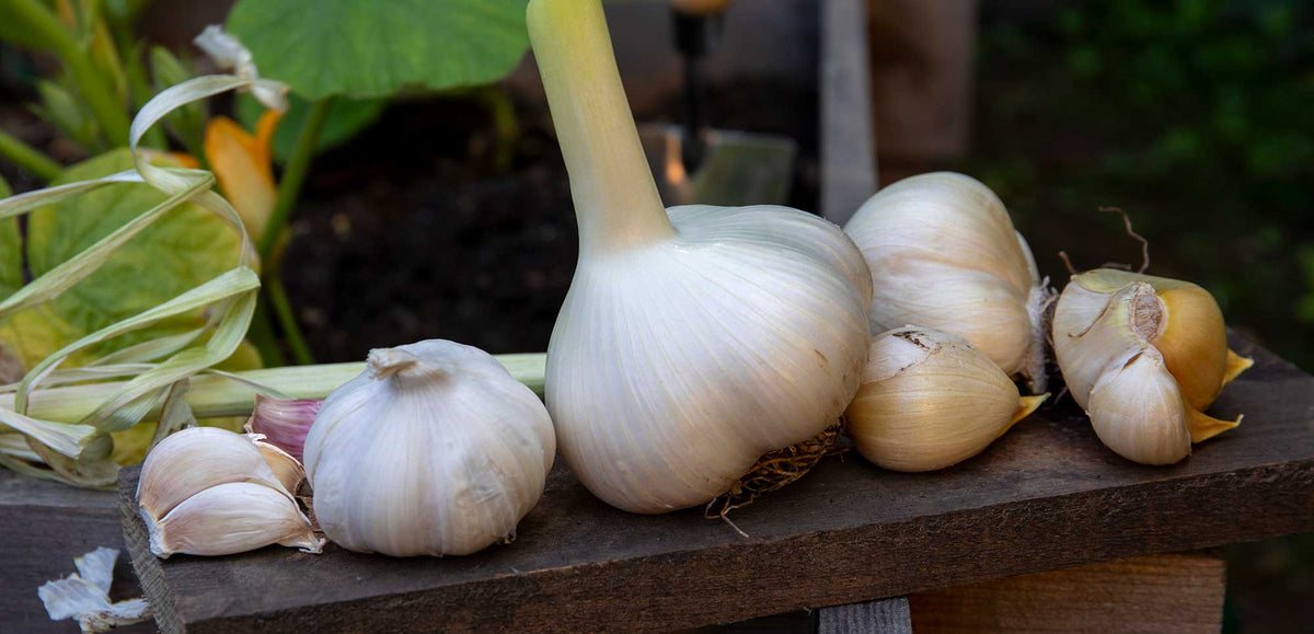 garlic on trowel in mud