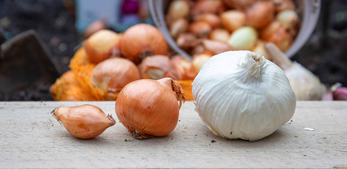 onion shallot and garlic bulb