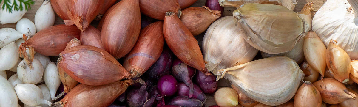 Autumn Planting Onions & Shallots Offer