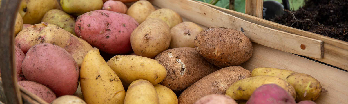Potato Taster Packs