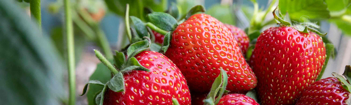 Early Harvest Strawberries