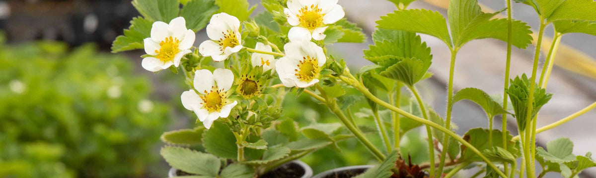 9cm Strawberries