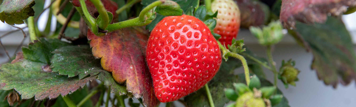 Late Harvest Strawberries