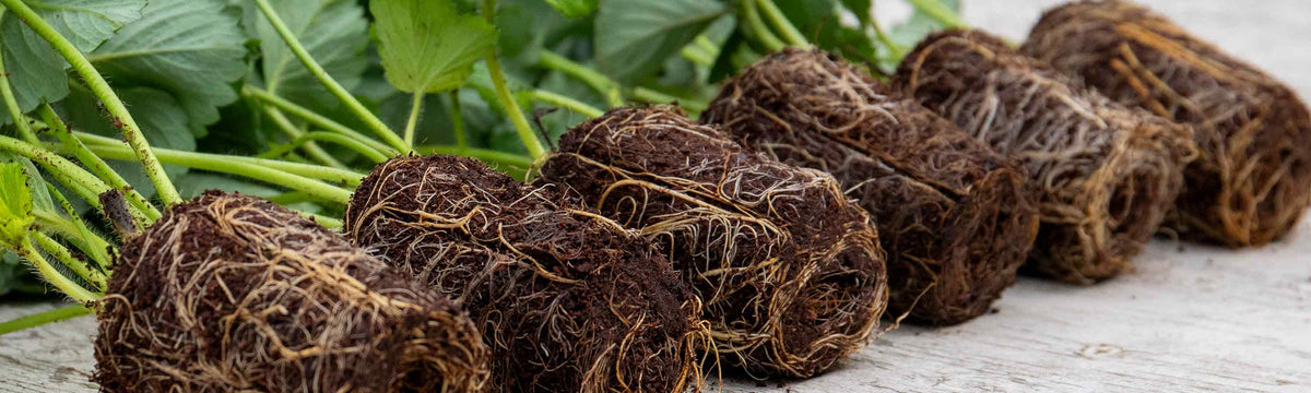 Strawberry Plug Plants