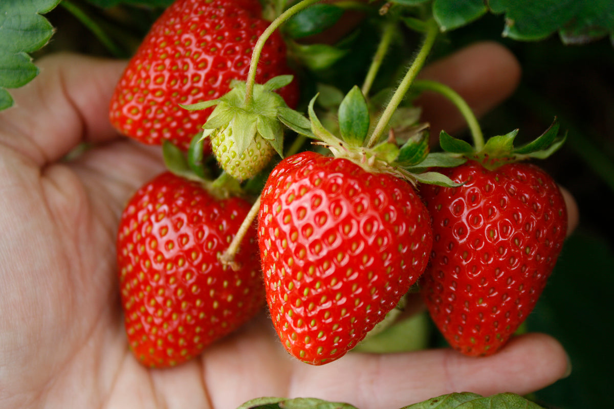 Pre-Order Soft Fruit