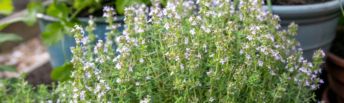 green thyme growing