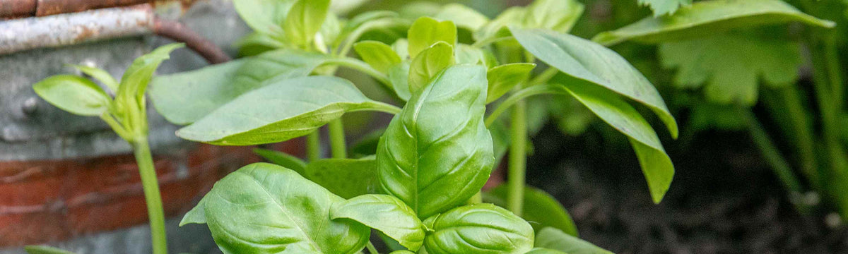 Basil Plants