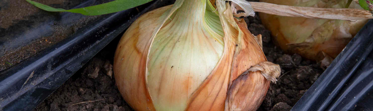 Onion Plants