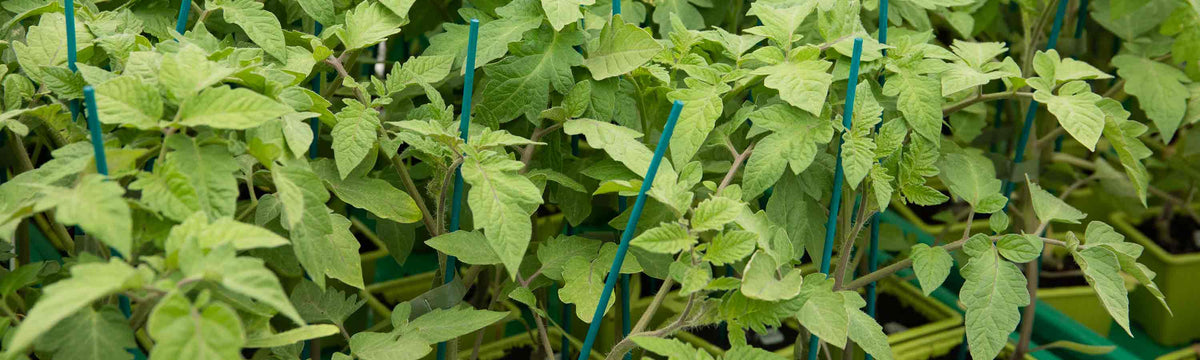 Tomato Plants