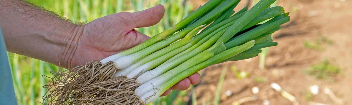 Spring Onion Plants