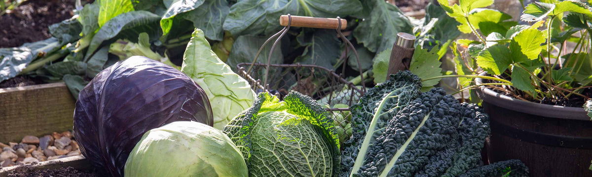 Garden Ready Vegetables