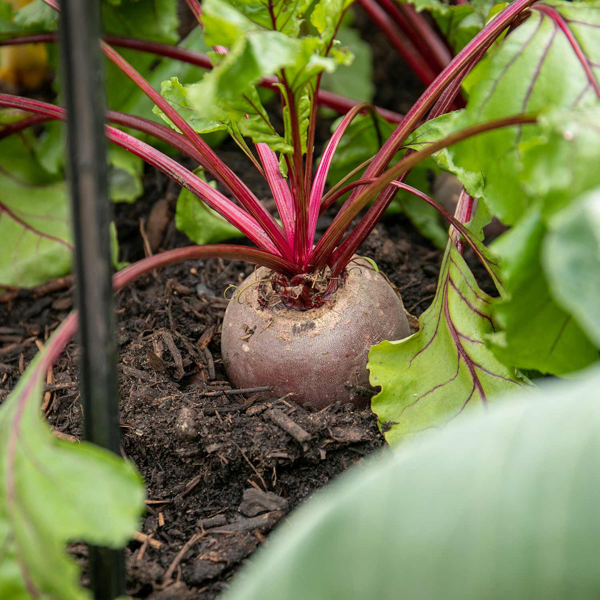 Seasonal Vegetables