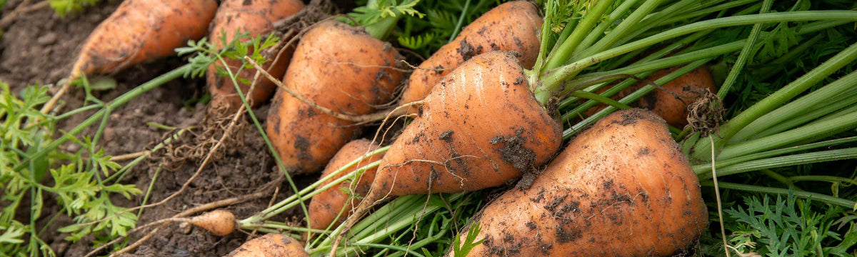 Beginner Vegetable Plants