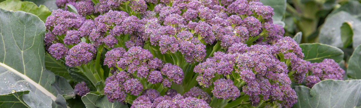 Seeds to sow in June