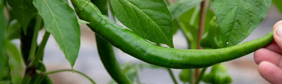 13cm Vegetable Plants