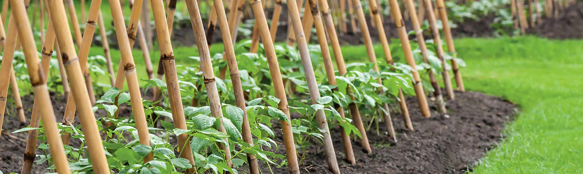 Plant Supports