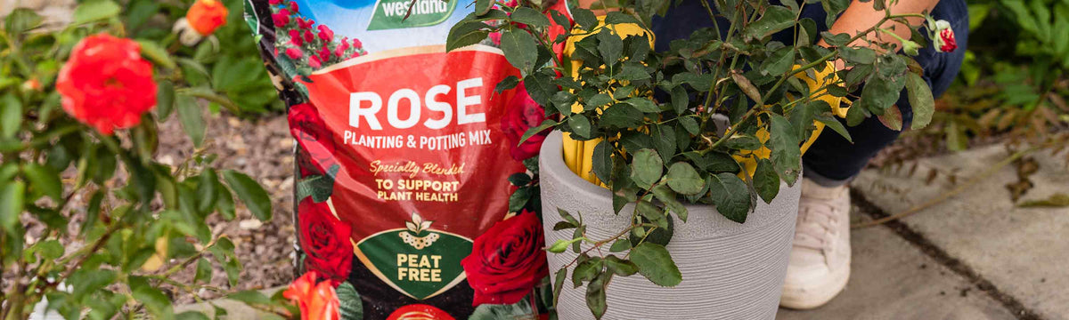 Rose Compost