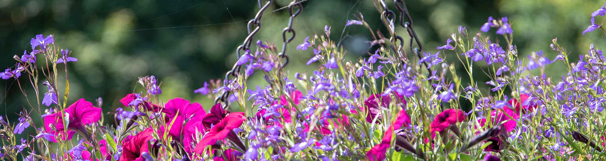 Hanging Basket Plants