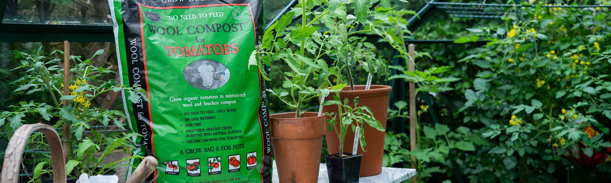 tomato compost