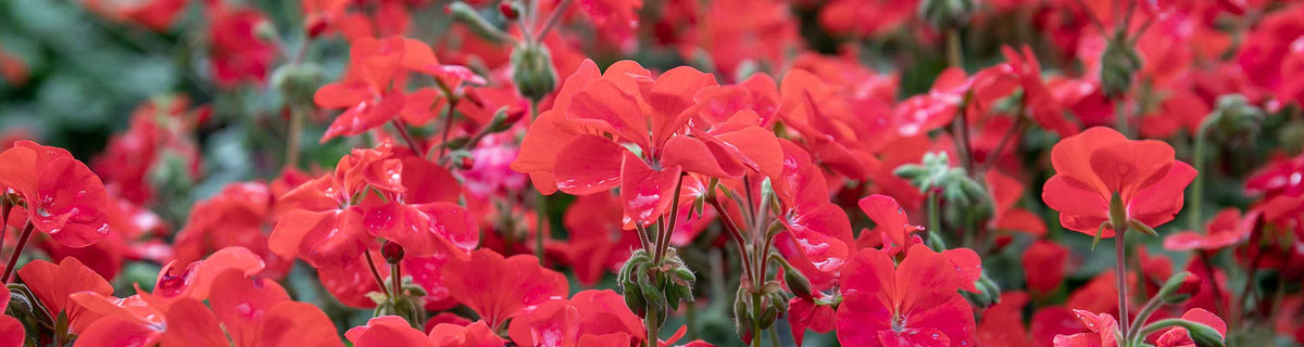 Geranium Seeds