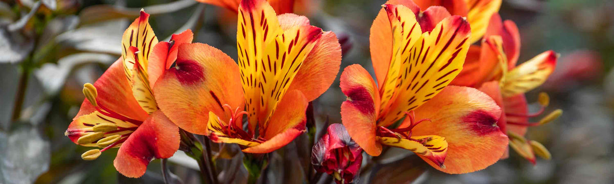 Tropical & Exotic Style Plants