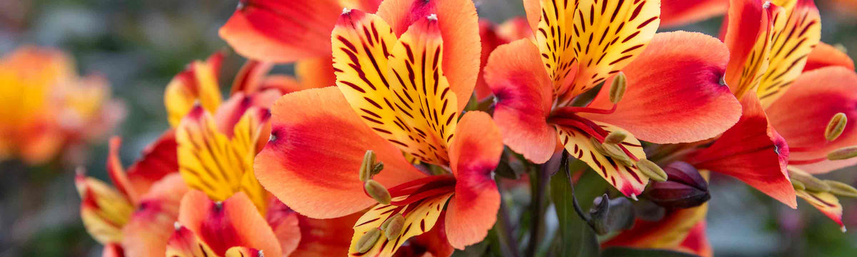 April Despatch Perennials