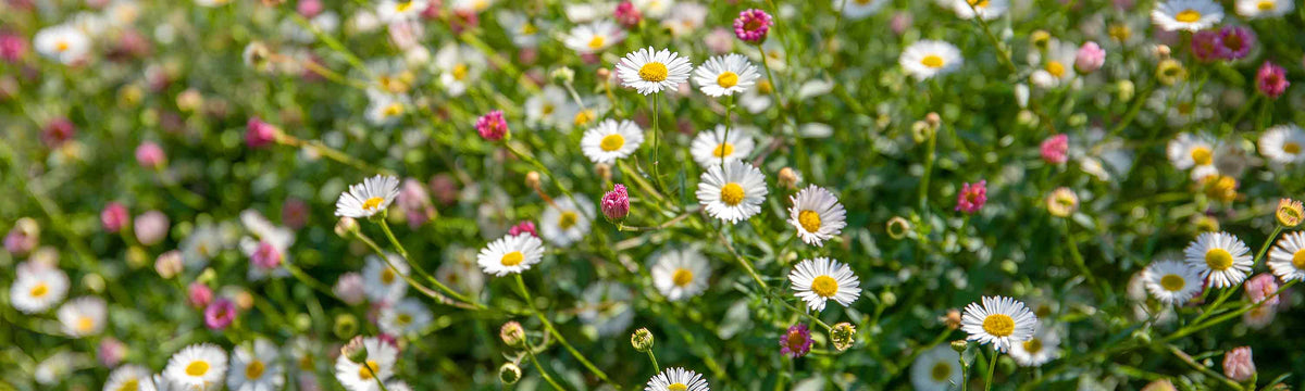 Erigeron Plants