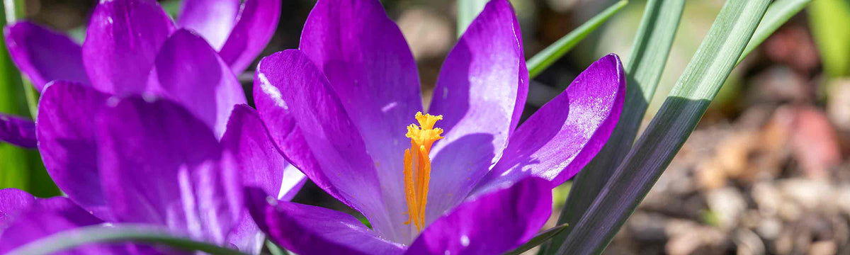 Crocus Bulbs