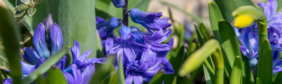 Hyacinth Bulbs