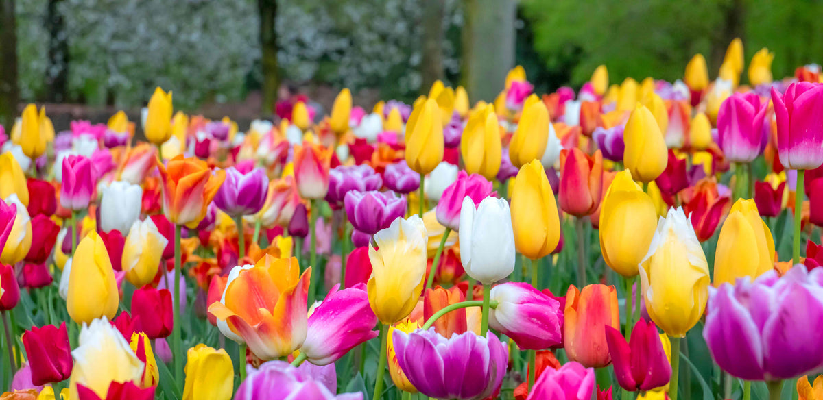 Other Bulbs