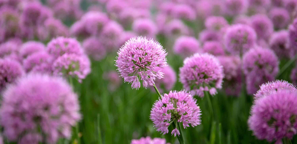 Save 40% on Spring Flowering Bulbs