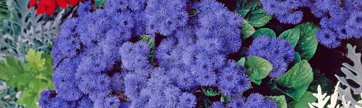 Ageratum Seeds