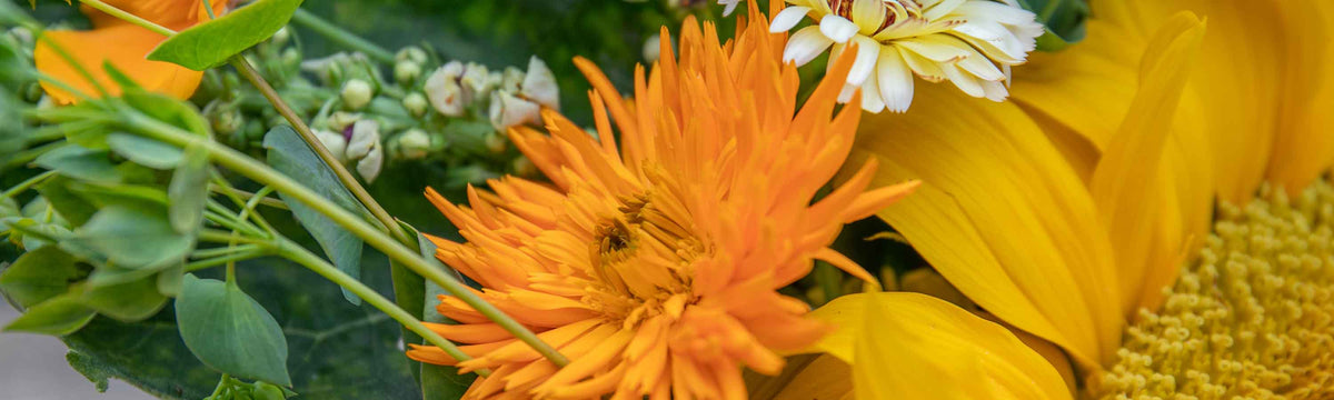 Calendula Seeds