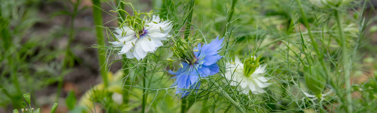 Nigella Seeds
