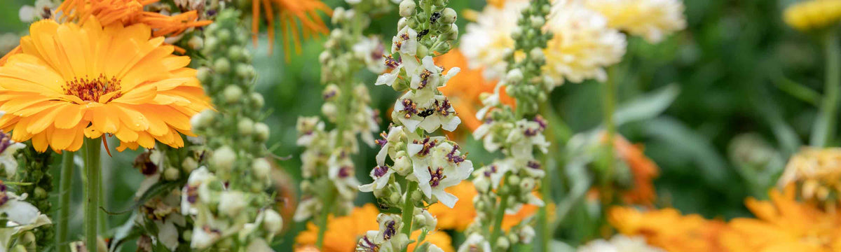 Verbascum Seeds